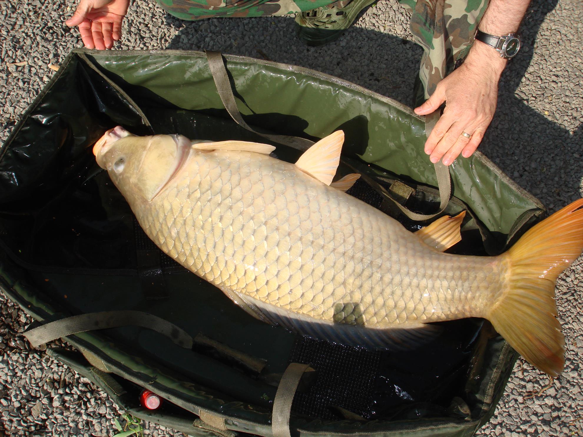 pescuit pe o balta superba - dsc06423.JPG